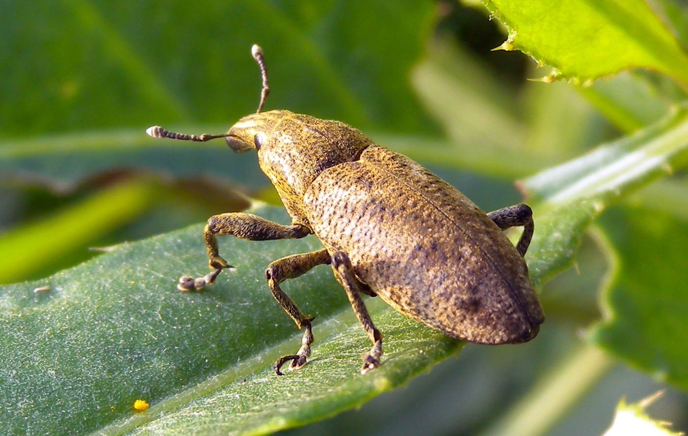 Curculionidae: probabile Cleonis pigra